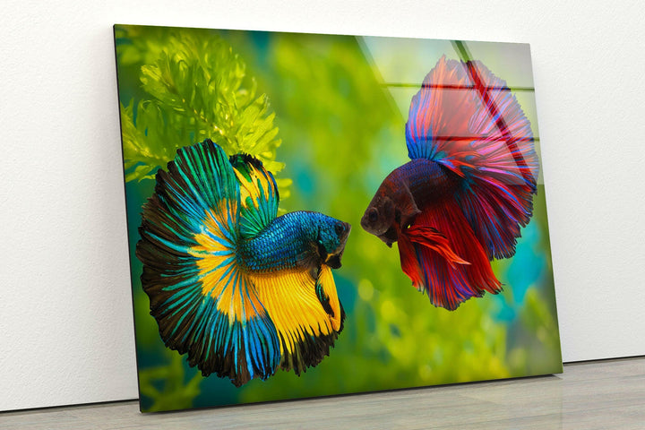 Colorful Beta Fishes Glass Wall Art photo print on glass, prints on glass wall art