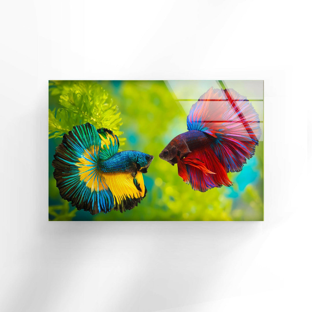 Colorful Beta Fishes Glass Wall Art custom glass pictures, glass art prints