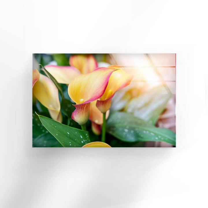 Colorful Calla Lilies Glass Wall Art, glass image printing, glass prints from photos