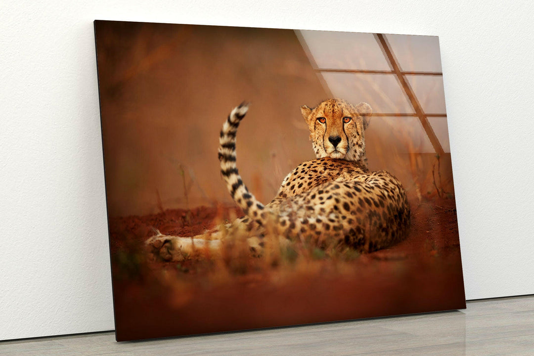 Cheetah in The Savanna Glass Wall Art print picture on glass,Tempered Glass Wall Art