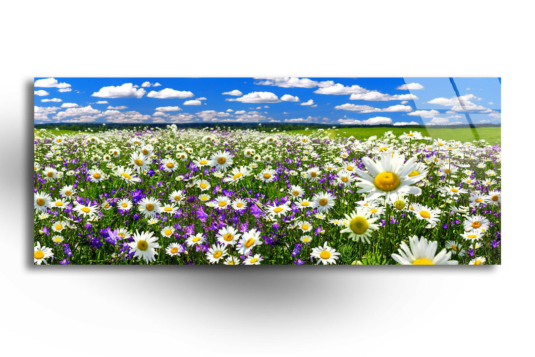 Spring Landscape, Blooming Daisy Glass Wall Art, custom glass photo prints, large glass prints