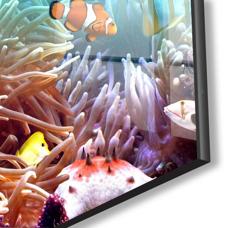 Undersea Tropical Fishes Glass Wall Art, large glass photo prints, glass wall photos