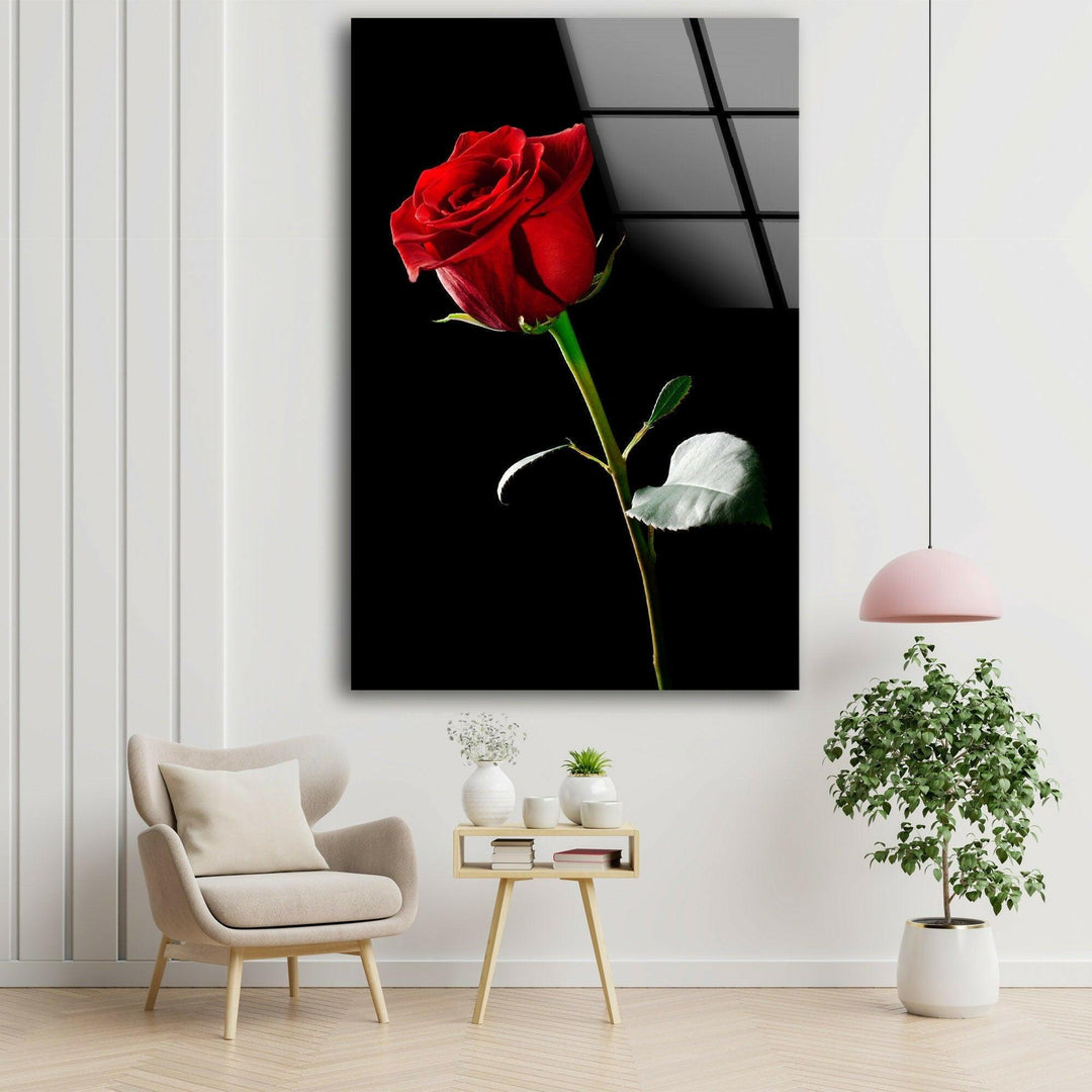 Single Red Rose On Black Glass Wall Art, glass photo prints, glass picture prints