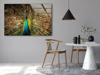 Peacock Feather Tempered Glass Wall Art - MyPhotoStation