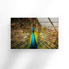 Peacock Feather Tempered Glass Wall Art - MyPhotoStation