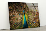 Peacock Feather Tempered Glass Wall Art - MyPhotoStation