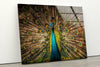 Vibrant Peacock Glass Wall Art print picture on glass, Tempered Glass Wall Art