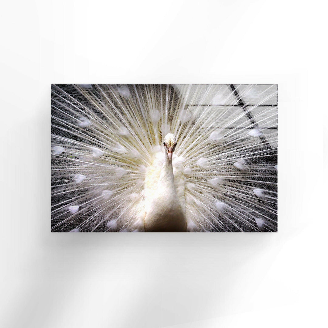 White Peacock Glass Wall Art Glass Printing Wall Art, Print photos on glass