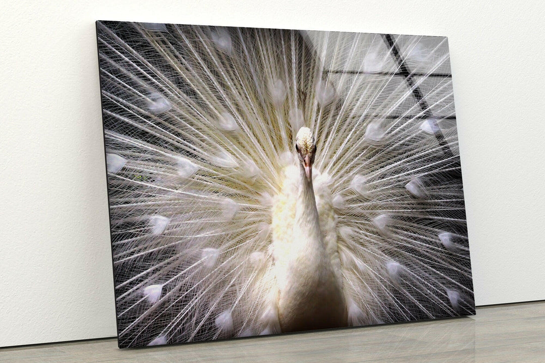 White Peacock Glass Wall Art art glass wall art, glass wall art pictures