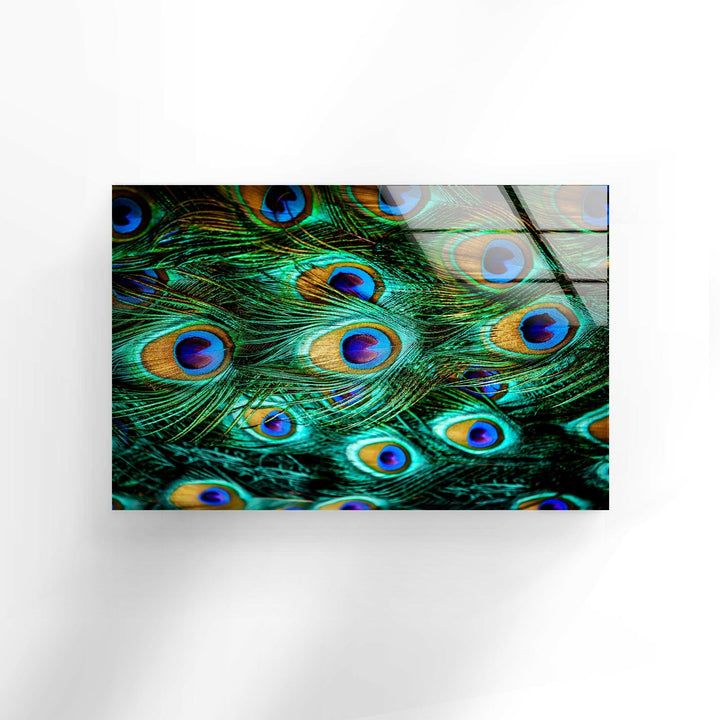 Peacock Feathers Tempered Glass Wall Art - MyPhotoStation