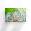 White Dandelion Seed Glass Wall Art, glass pictures for Wall, glass prints wall art