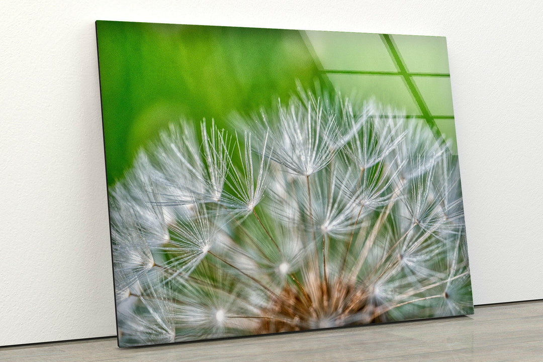 White Dandelion Seed Glass Wall Art, glass photo prints, glass picture prints