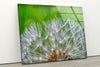 White Dandelion Seed Glass Wall Art, glass photo prints, glass picture prints