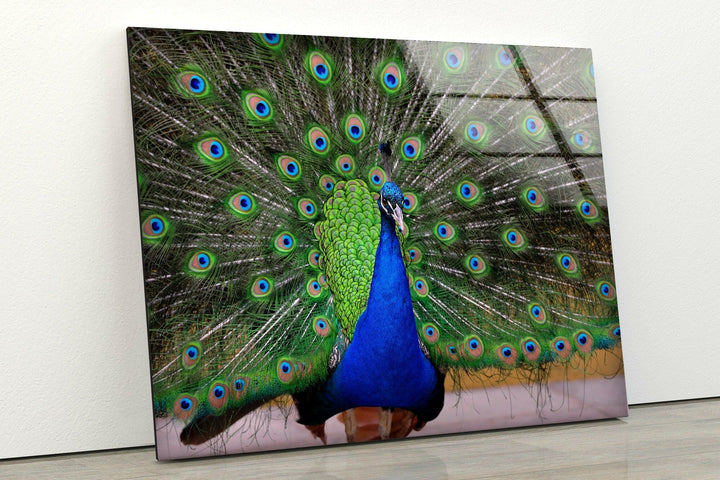 Peacock Feather Art Glass Wall Art Glass Printing Wall Art, Print photos on glass