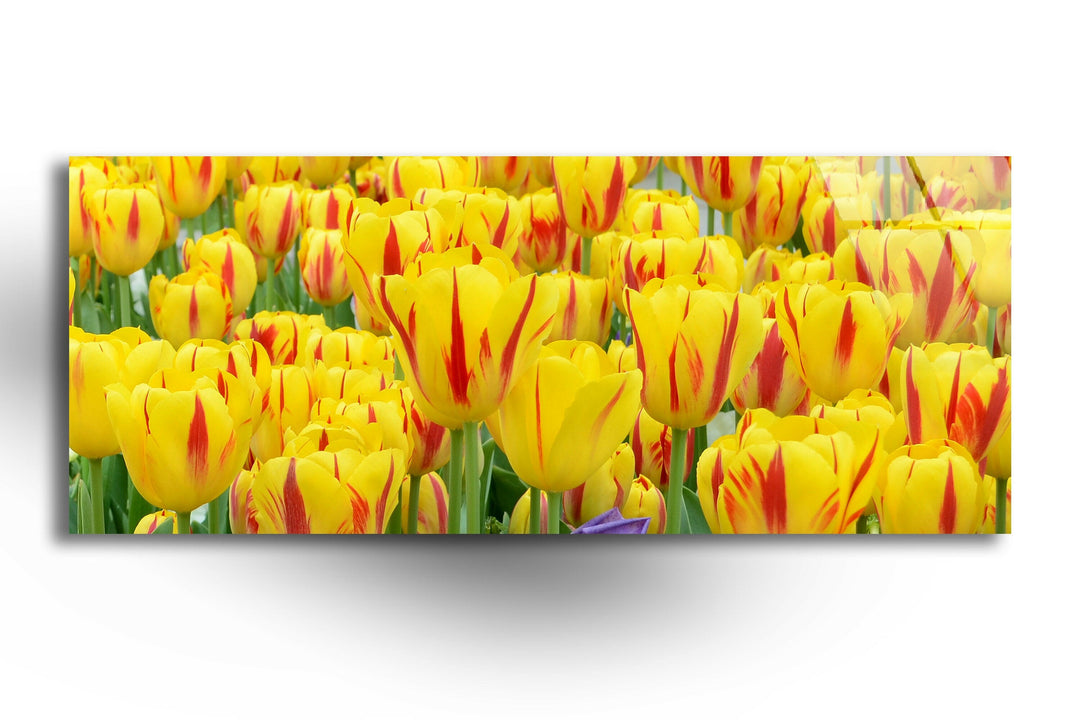 Yellow & Red Tulips Glass Wall Art, art glass wall art, glass wall art pictures