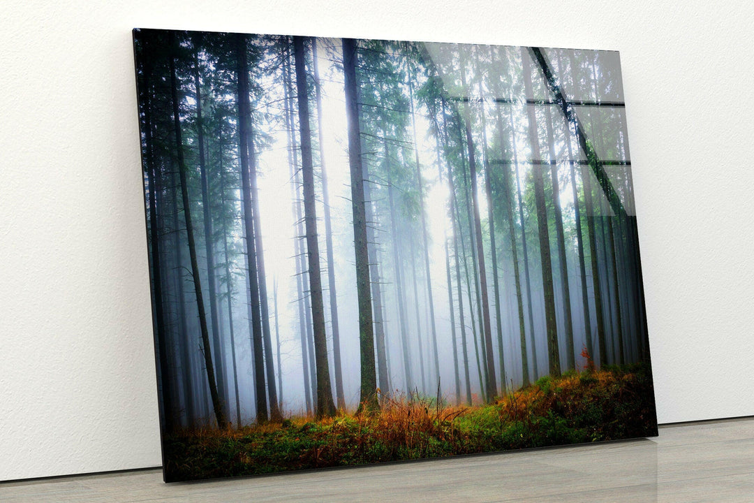 Foggy Forest Glass Wall Art