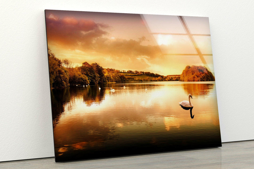 Swans Swimming On The Lake Glass Wall Art picture on glass wall art, photos printed on glass