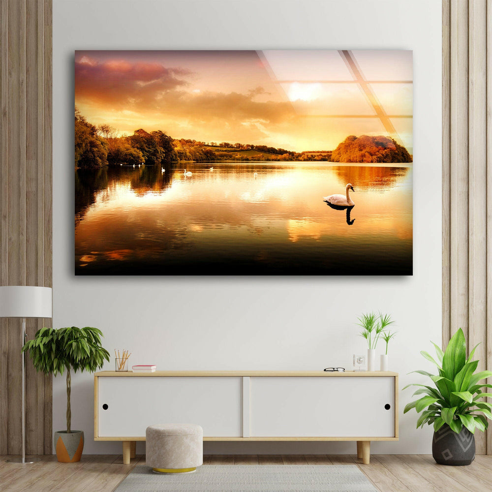 Swans Swimming On The Lake Glass Wall Art custom glass photo prints, large glass prints