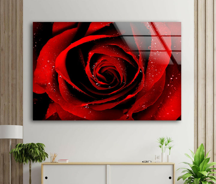 Red Rose Glass Wall Art, large glass photo prints, glass wall photos