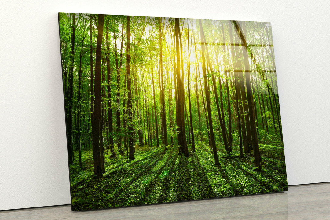 Forest Landscape Tempered Glass Wall Art - MyPhotoStation