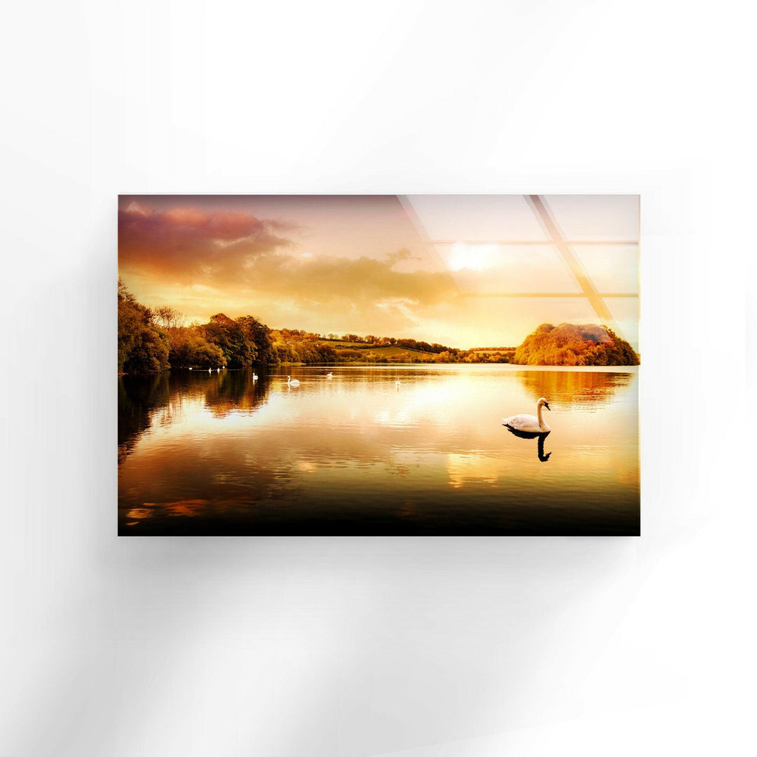 Swans Swimming On The Lake Glass Wall Art print picture on glass, Tempered Glass Wall Art