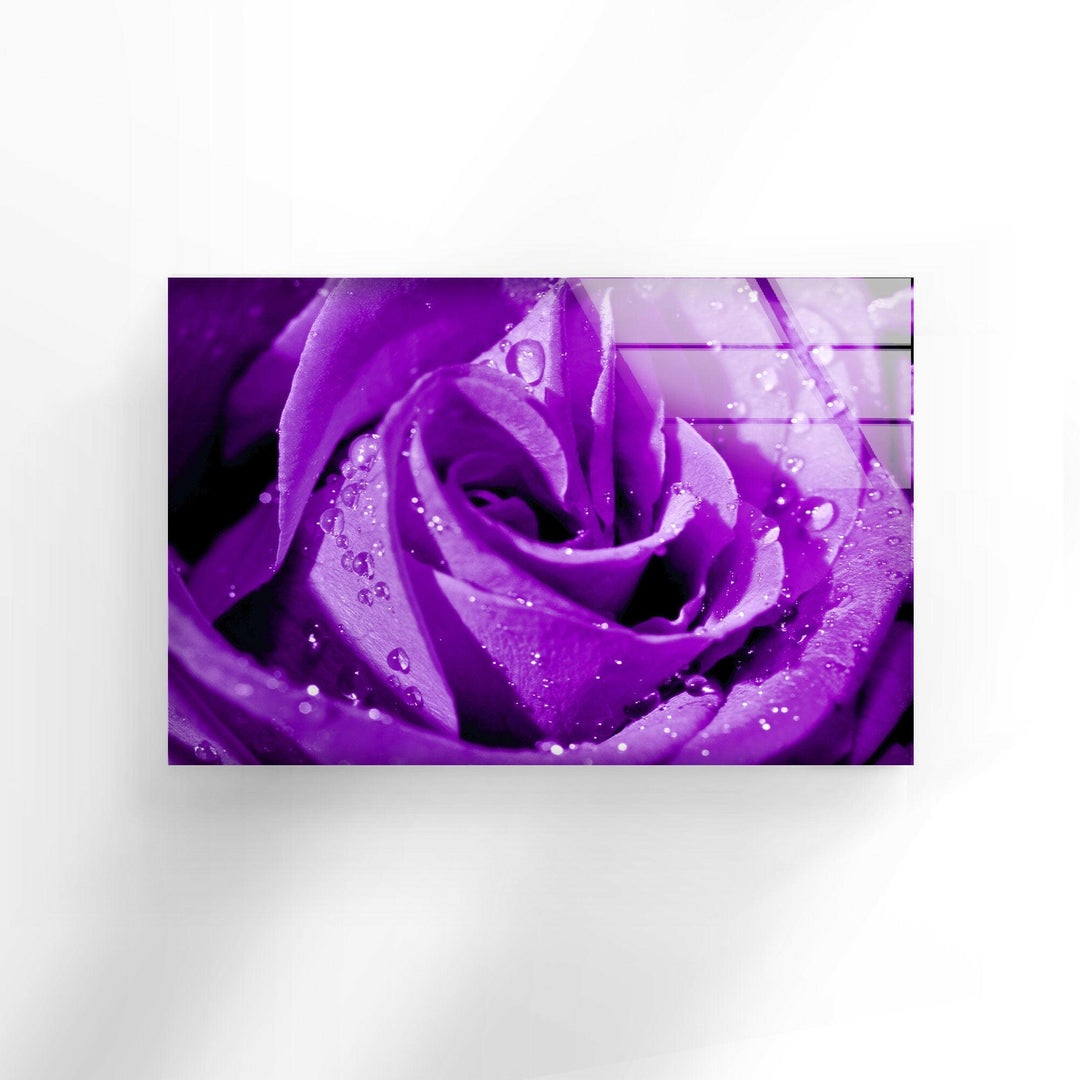 Closeup Of Purple Rose Glass Wall Art, large glass photo prints, glass wall photos