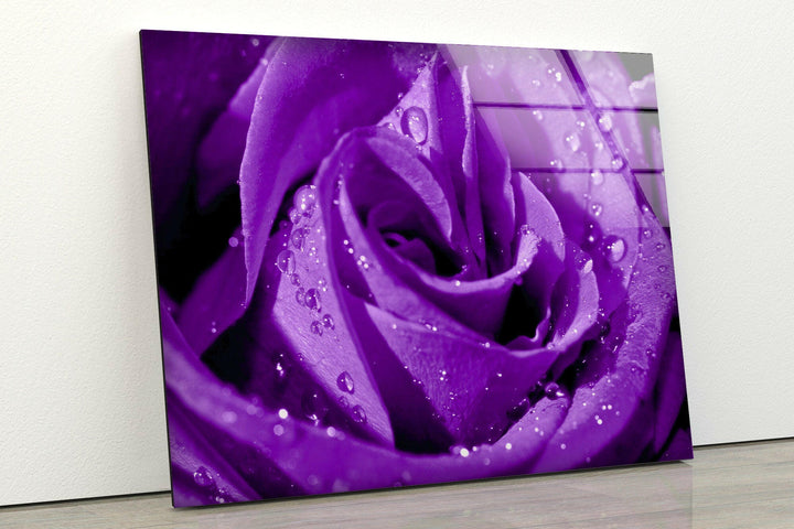 Closeup Of Purple Rose Glass Wall Art, glass pictures for Wall, glass prints wall art