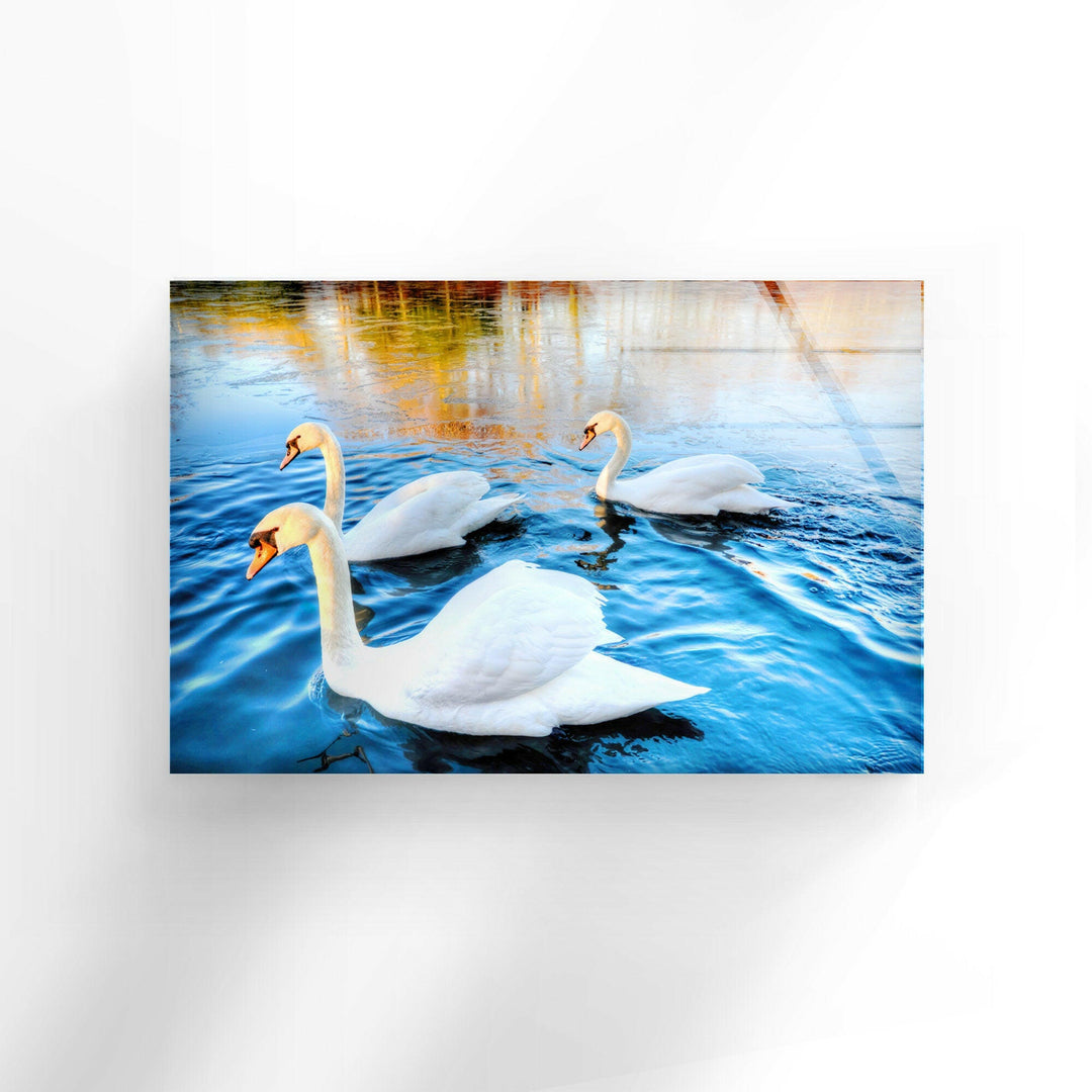 Swans on Lake Glass Wall Art glass image printing, glass prints from photos