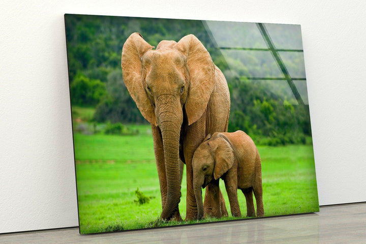 Elephants in Nature Glass Wall Art glass pictures for Wall, glass prints wall art