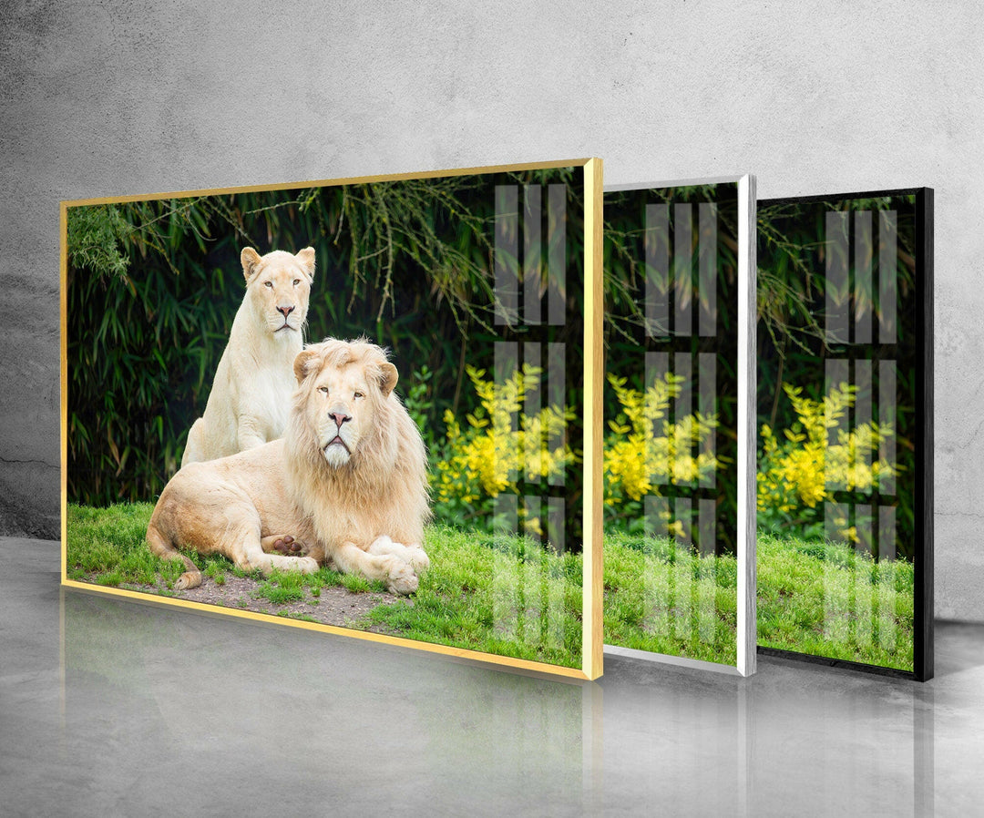 Lion Family Glass Wall Art glass photo prints, glass picture prints