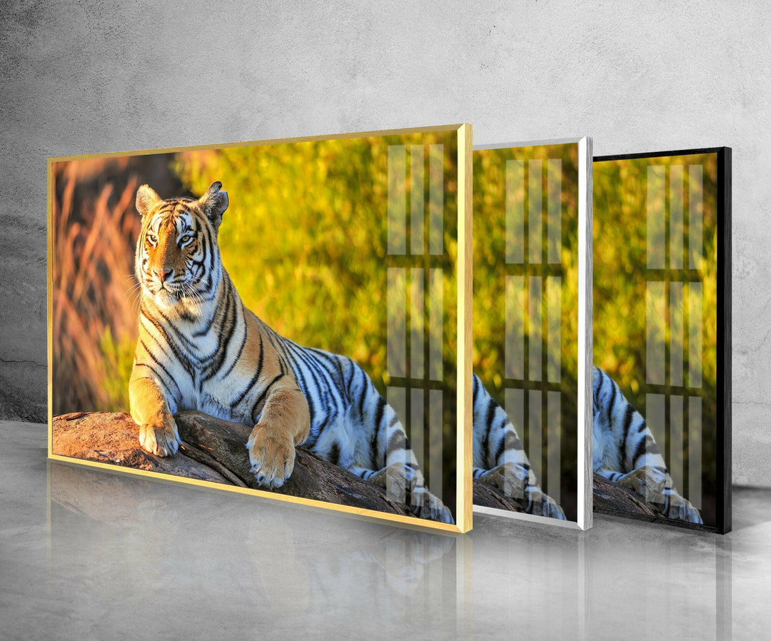 Tiger on The Rock Glass Wall Art glass image printing, glass prints from photos