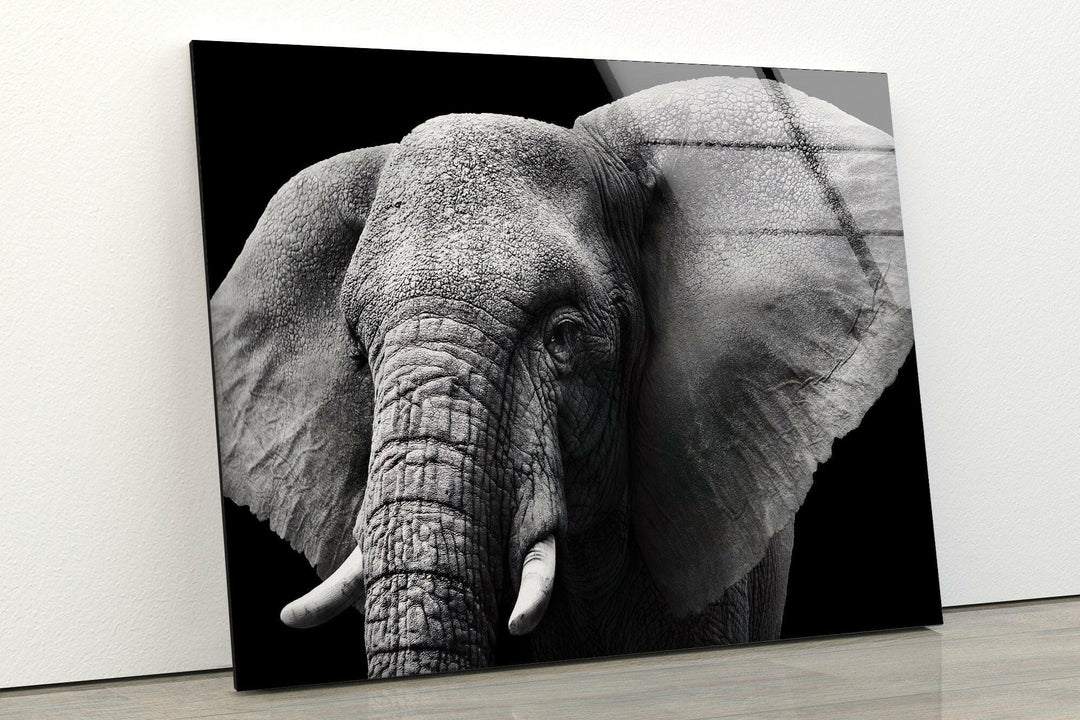 Indian Elephant Glass Wall Art custom glass photo prints, large glass prints