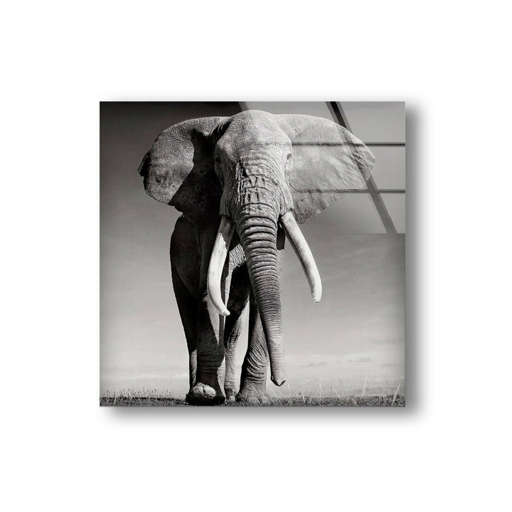 Black White Elephant Glass Wall Art photo print on glass, prints on glass wall art