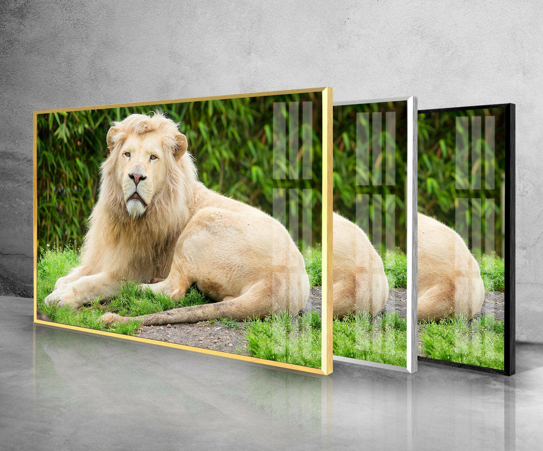 Safari Lion Glass Wall Art photo print on glass, prints on glass wall art