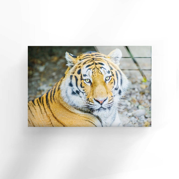 Siberian Tiger Glass Wall Art glass photo prints, glass picture prints