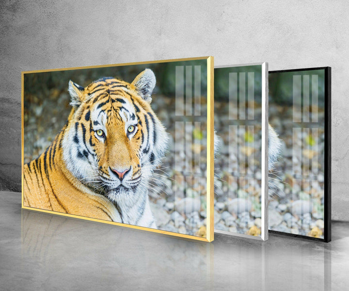 Siberian Tiger Glass Wall Art glass pictures for Wall, glass prints wall art