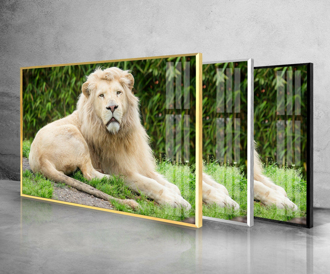 Wild White Lion Glass Wall Art glass pictures for Wall, glass prints wall art