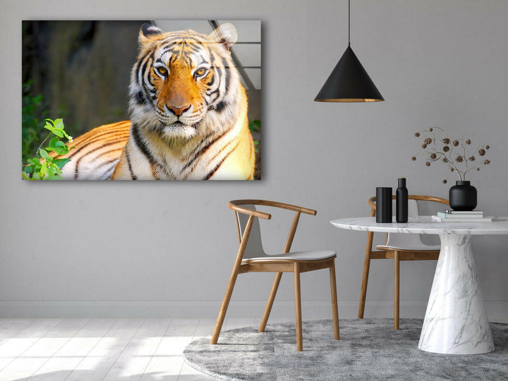 Wildlife Tiger Glass Wall Art glass photo prints, glass picture prints