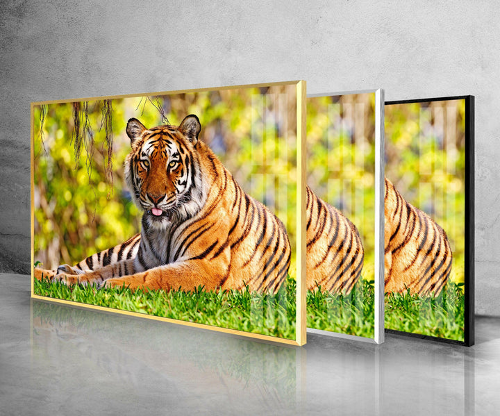 A Tiger on The Grass Glass Wall Art photo print on glass, prints on glass wall art