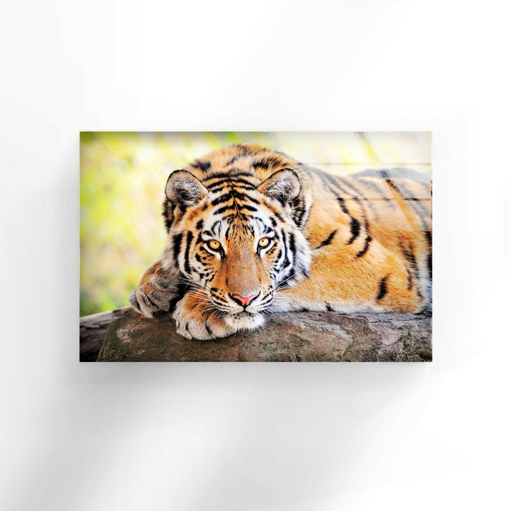 Large Tiger Laying Glass Wall Art print on glass, glass printed photos