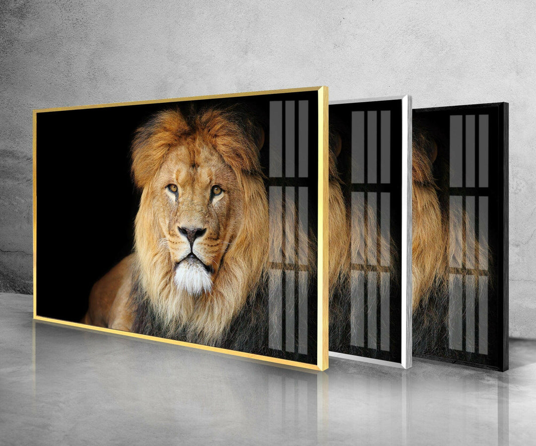 Old Lion Glass Wall Art print on glass, glass printed photos