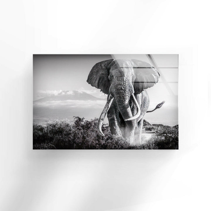 Old Elephant Running Glass Wall Art glass image printing, glass prints from photos