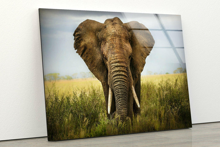 Safari Elephant Glass Wall Art custom glass pictures, glass art prints