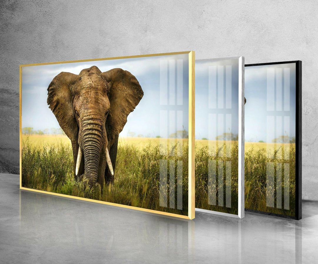 Safari Elephant Glass Wall Art print picture on glass, Tempered Glass Wall Art