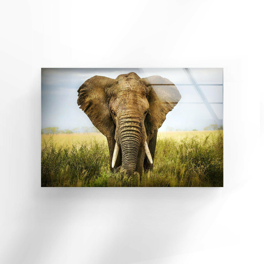 Safari Elephant Glass Wall Art custom glass photo prints, large glass prints