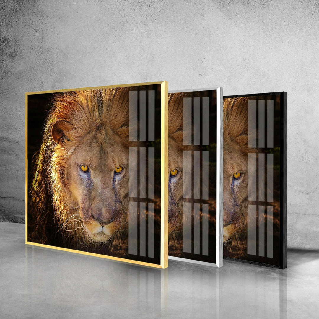 Angry Lion Glass Wall Art photo print on glass, prints on glass wall art