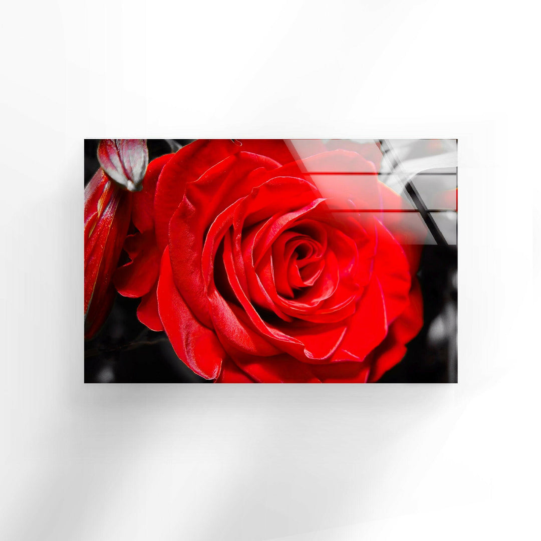 Red Rose Closeup Glass Wall Art, art glass wall art, glass wall art pictures