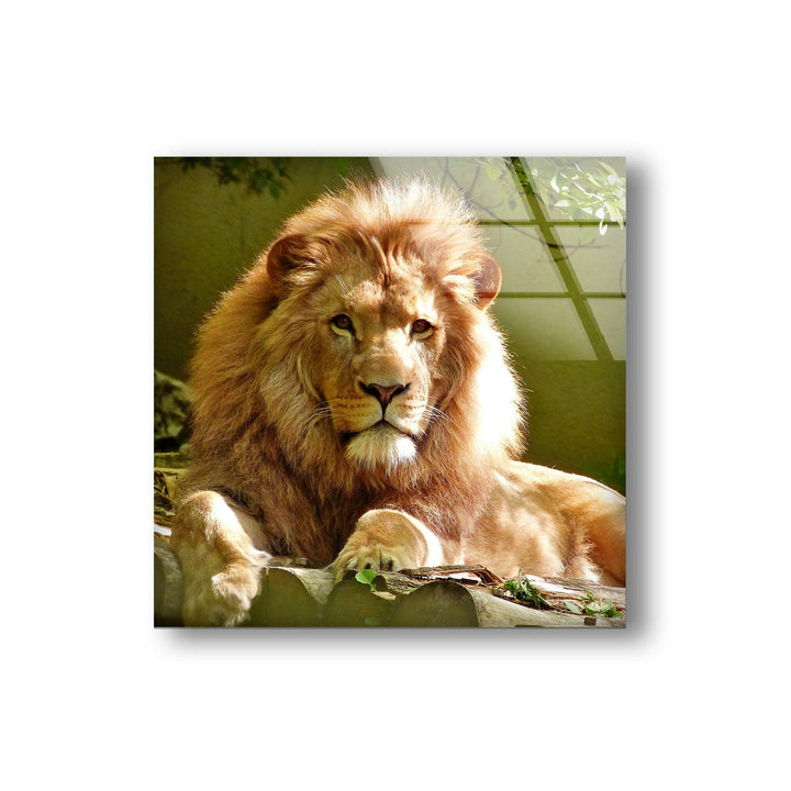 Wild Lion Portrait Glass Wall Art print on glass, glass printed photos