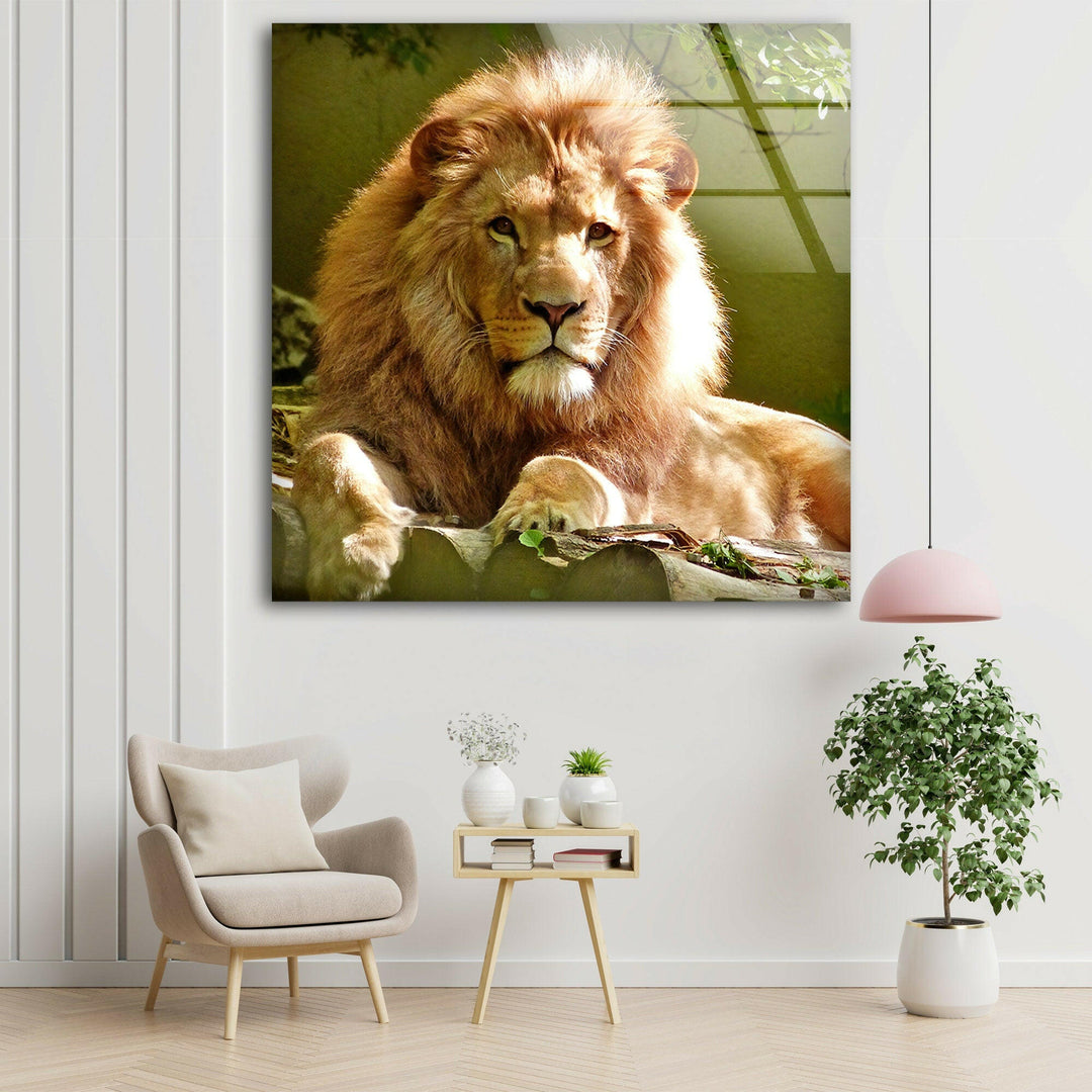 Wild Lion Portrait Glass Wall Art glass photo prints, glass picture prints