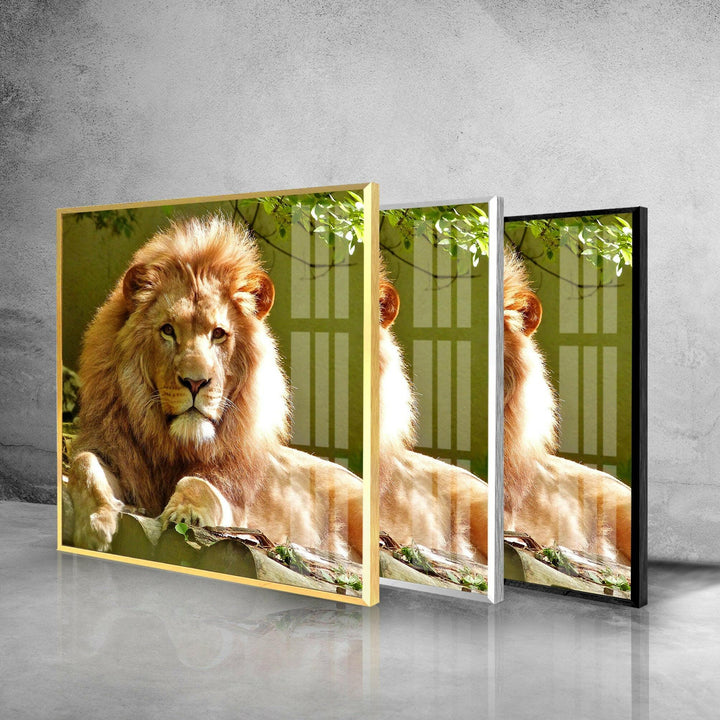 Wild Lion Portrait Glass Wall Art photo print on glass, prints on glass wall art